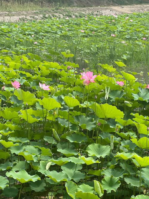 荷花什么季节开放,荷花什么季节开放几月份-第6张图片-优品飞百科 荷花什么季节开放,荷花什么季节开放几月份-第6张图片-优品飞百科