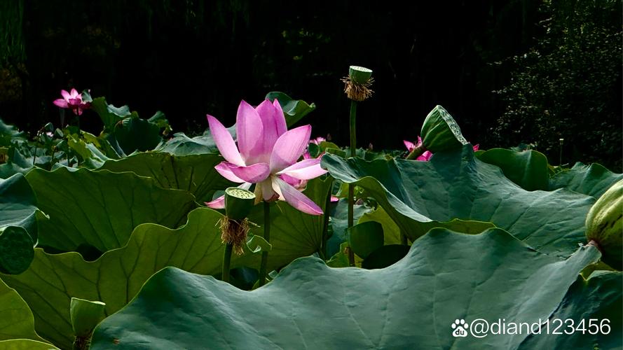 荷花什么季节开放,荷花什么季节开放几月份-第8张图片-优品飞百科 荷花什么季节开放,荷花什么季节开放几月份-第8张图片-优品飞百科