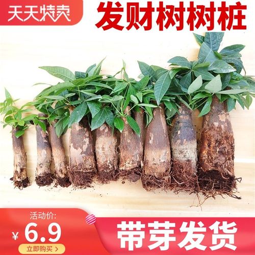 发财树小苗的养殖方法，发财树小苗怎样造型更好看