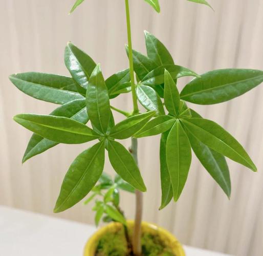 发财树小苗的养殖方法，发财树小苗怎样造型更好看-第3张图片-优品飞百科