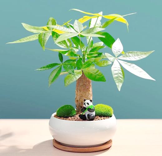 发财树小苗的养殖方法，发财树小苗怎样造型更好看-第4张图片-优品飞百科