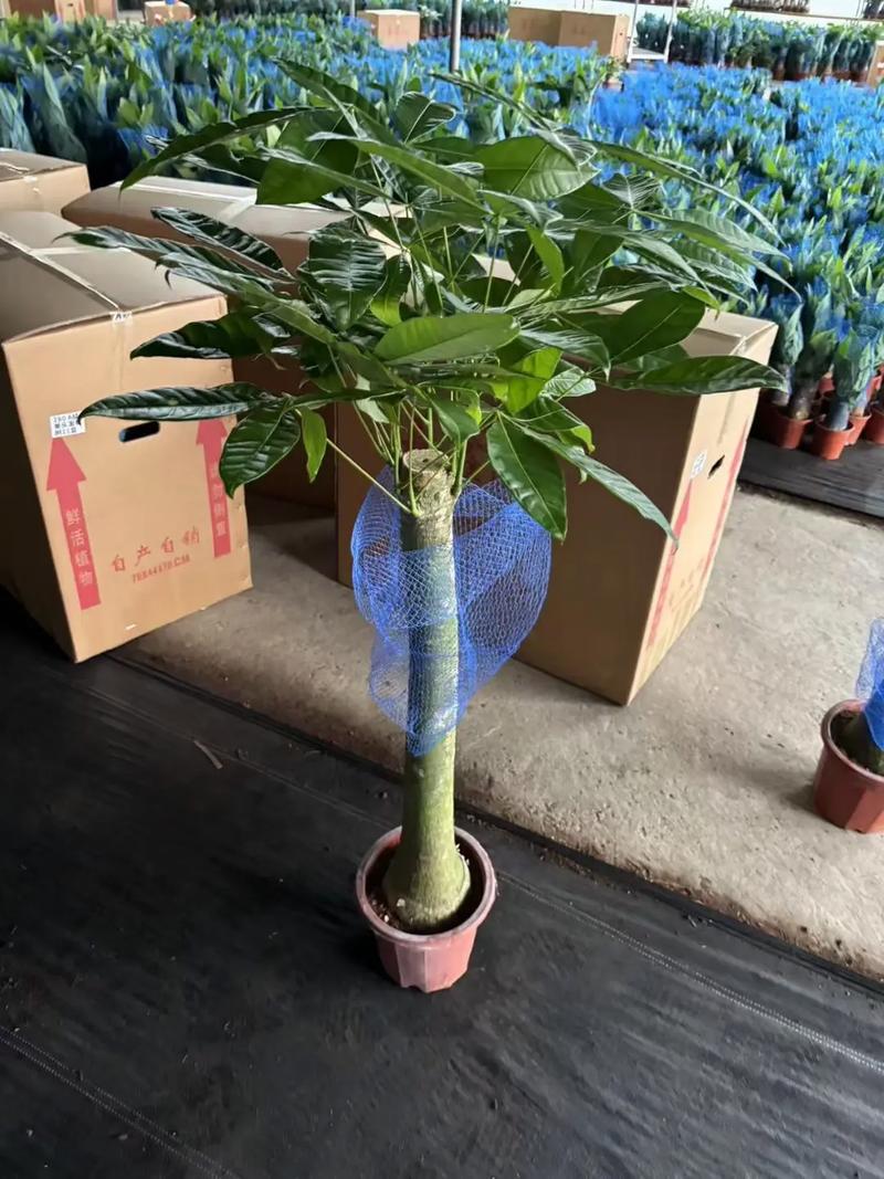 发财树小苗的养殖方法，发财树小苗怎样造型更好看-第5张图片-优品飞百科