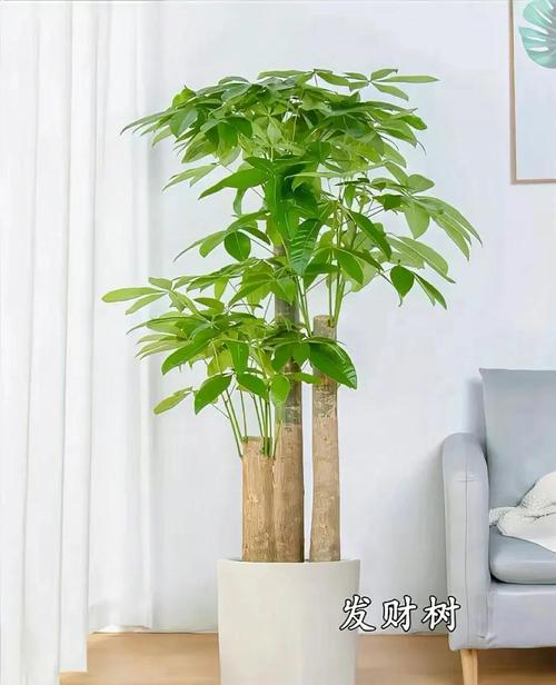 发财树小苗的养殖方法，发财树小苗怎样造型更好看-第6张图片-优品飞百科