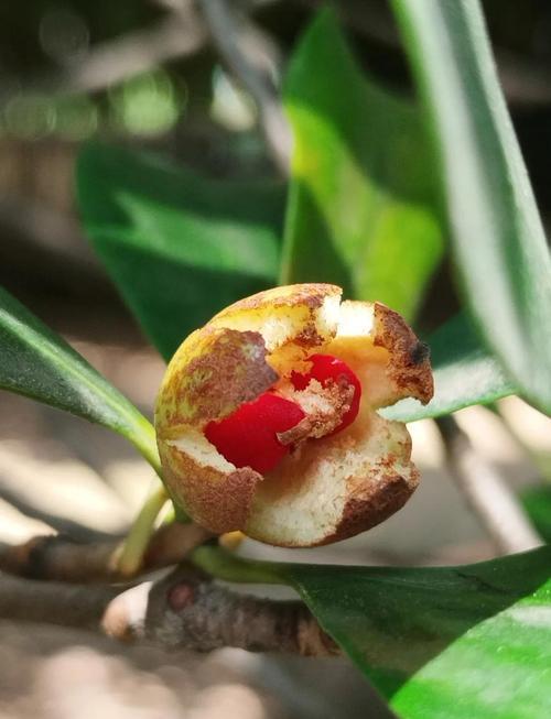 海桐怎么养殖？海桐养殖方法？-第1张图片-优品飞百科