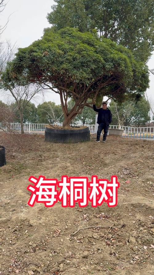 海桐怎么养殖？海桐养殖方法？-第2张图片-优品飞百科