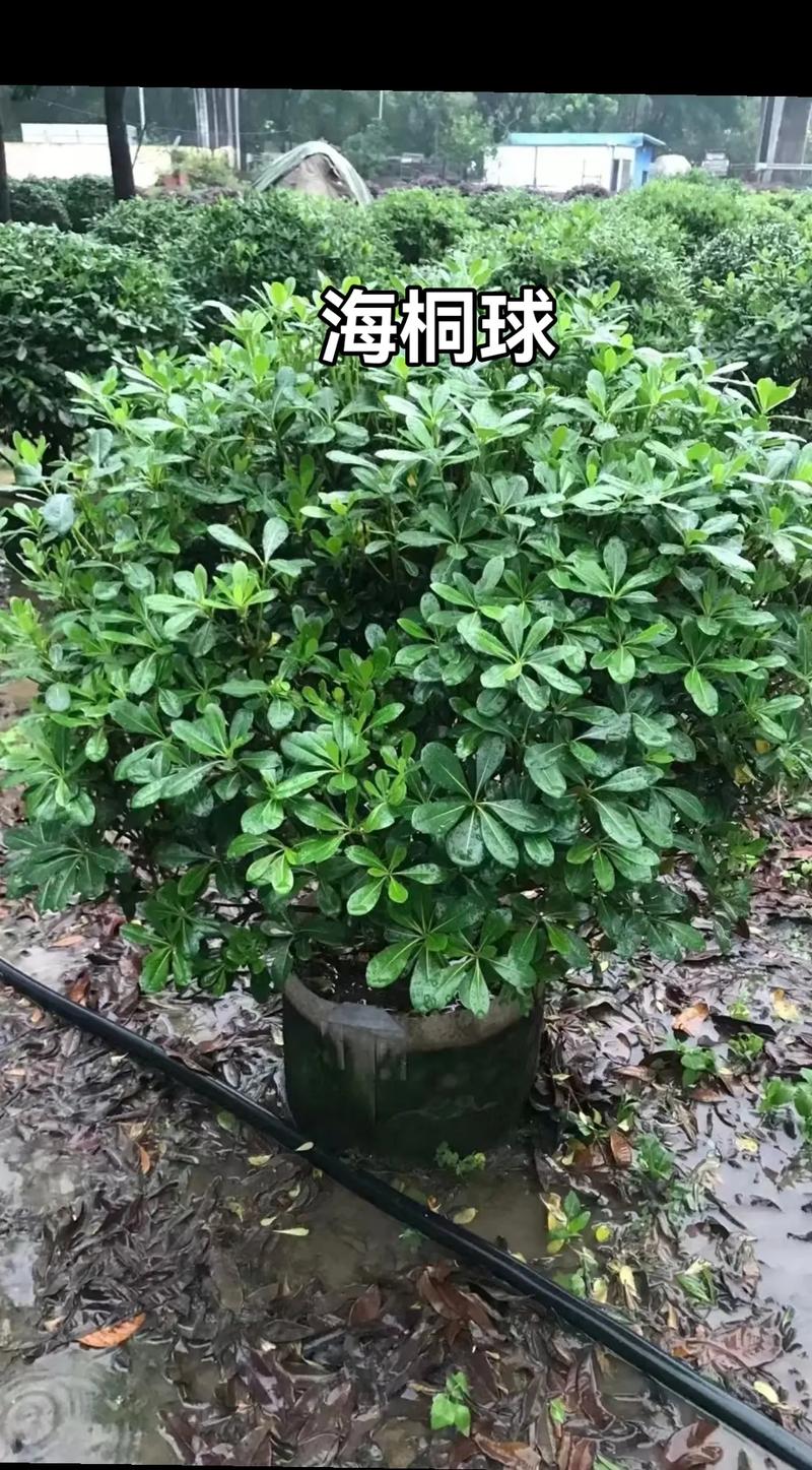 海桐怎么养殖？海桐养殖方法？-第3张图片-优品飞百科