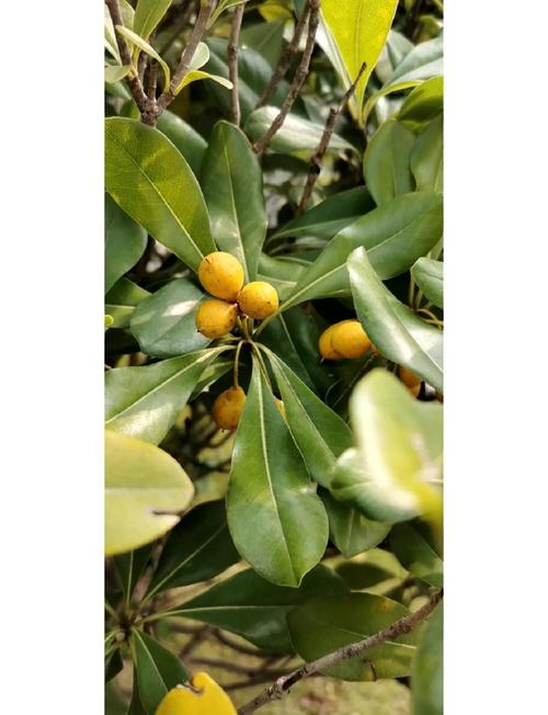 海桐怎么养殖？海桐养殖方法？-第4张图片-优品飞百科