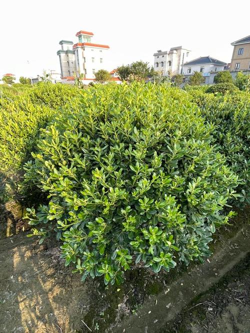 海桐怎么养殖？海桐养殖方法？-第5张图片-优品飞百科