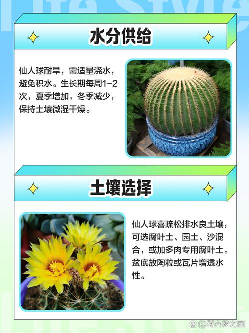 仙人球怎么养长得快？仙人球怎么养才能又大又圆？