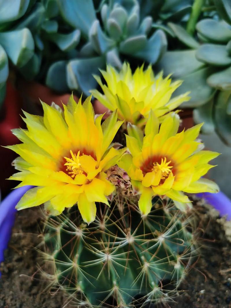 仙人球怎么养长得快？仙人球怎么养才能又大又圆？-第3张图片-优品飞百科