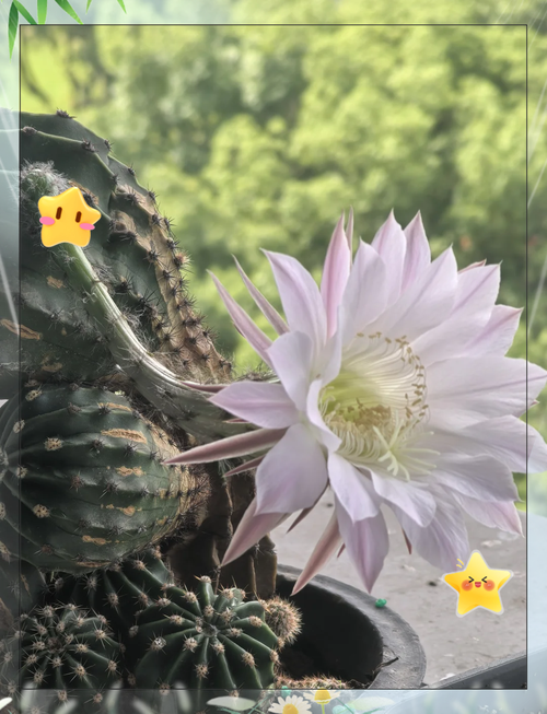 仙人球怎么养长得快？仙人球怎么养才能又大又圆？-第4张图片-优品飞百科