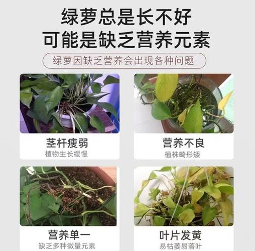 用“果皮”做肥水？用果皮泡水做肥料需要多少时间？-第7张图片-优品飞百科