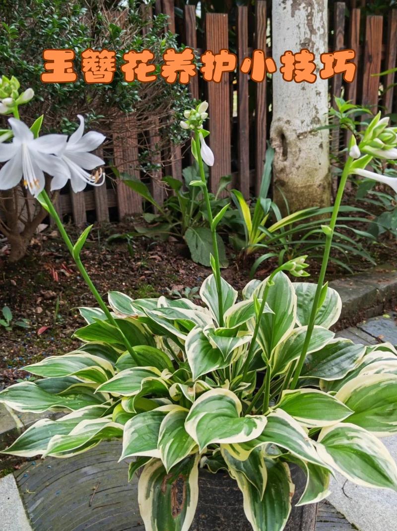 玉簪花秋天怎么养，玉簪花夏天怎么养