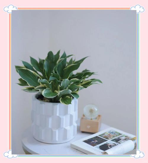 玉簪花秋天怎么养，玉簪花夏天怎么养-第4张图片-优品飞百科