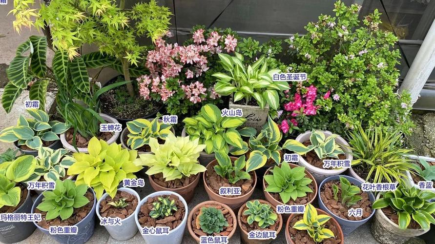 玉簪花秋天怎么养，玉簪花夏天怎么养-第5张图片-优品飞百科