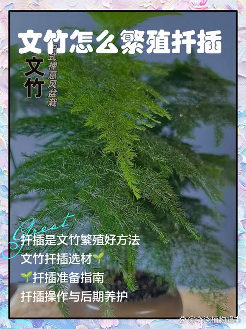 文竹的简易扦插繁殖方法？文竹怎么扦插条？