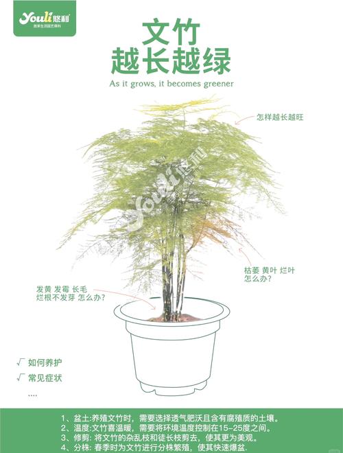 文竹的简易扦插繁殖方法？文竹怎么扦插条？-第2张图片-优品飞百科