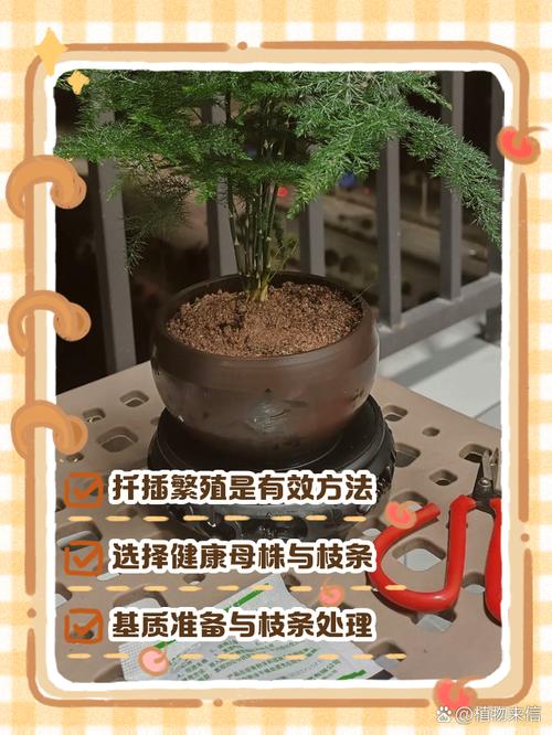 文竹的简易扦插繁殖方法？文竹怎么扦插条？-第3张图片-优品飞百科