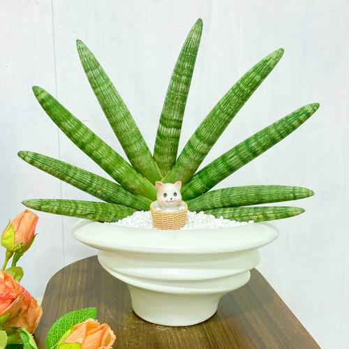 虎皮兰夏天怎么养，虎皮兰夏天怎样施肥-第2张图片-优品飞百科