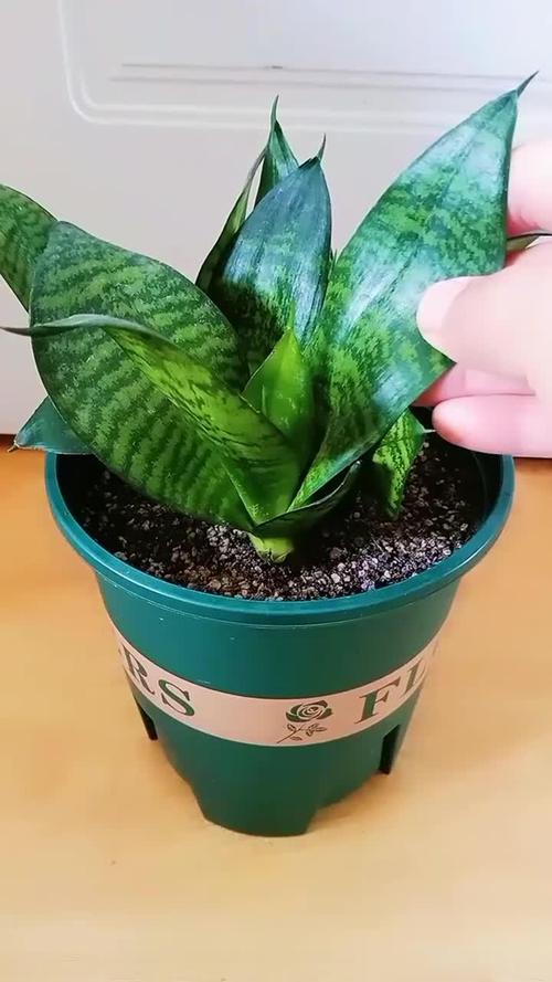 虎皮兰夏天怎么养，虎皮兰夏天怎样施肥-第3张图片-优品飞百科