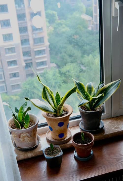 虎皮兰夏天怎么养，虎皮兰夏天怎样施肥-第4张图片-优品飞百科