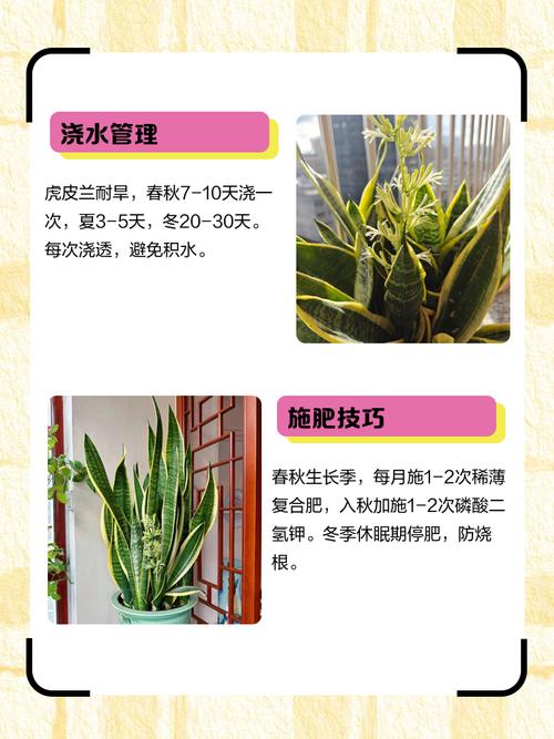 虎皮兰夏天怎么养，虎皮兰夏天怎样施肥-第5张图片-优品飞百科