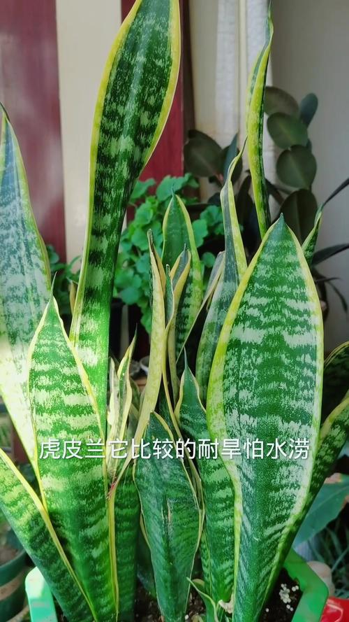 虎皮兰夏天怎么养，虎皮兰夏天怎样施肥-第6张图片-优品飞百科