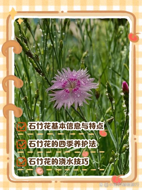 海石竹的繁殖方法？海石竹的花期长吗？