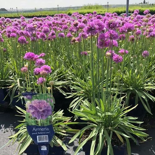 海石竹的繁殖方法？海石竹的花期长吗？-第2张图片-优品飞百科