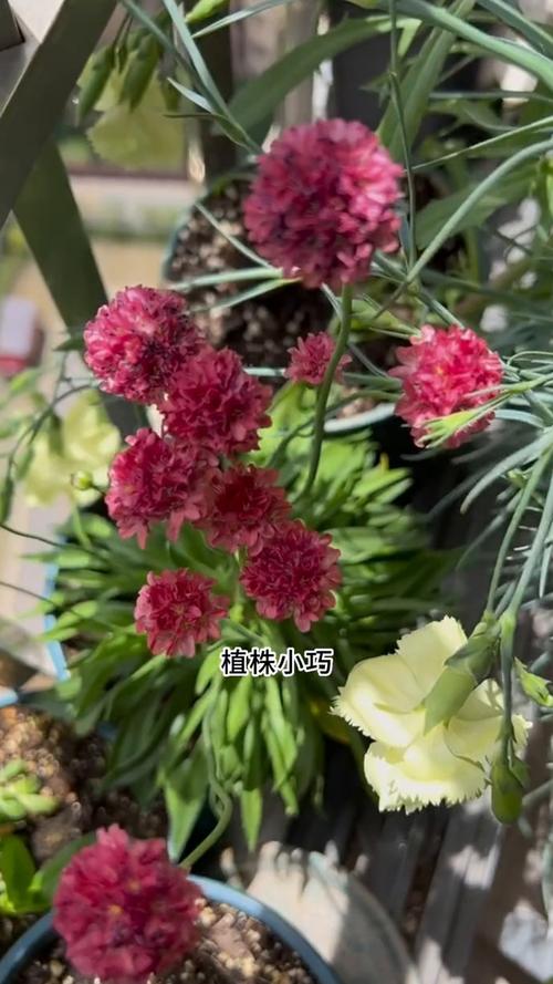 海石竹的繁殖方法？海石竹的花期长吗？-第3张图片-优品飞百科