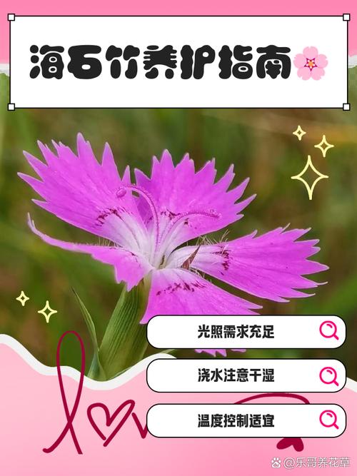 海石竹的繁殖方法？海石竹的花期长吗？-第4张图片-优品飞百科