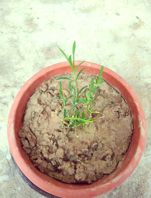 海石竹的繁殖方法？海石竹的花期长吗？-第5张图片-优品飞百科