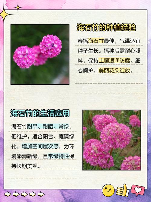 海石竹的繁殖方法？海石竹的花期长吗？-第6张图片-优品飞百科