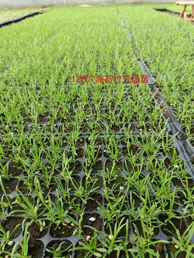 海石竹的繁殖方法？海石竹的花期长吗？-第7张图片-优品飞百科