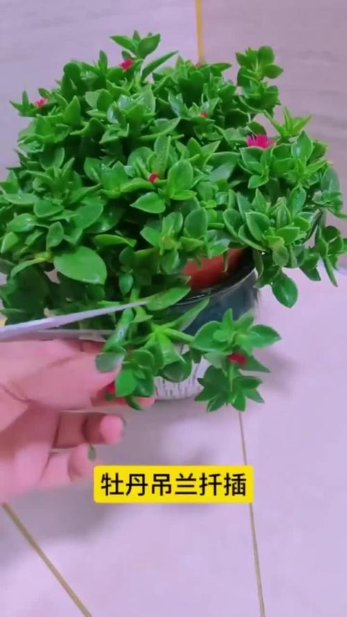 牡丹吊兰施什么肥，牡丹吊兰施什么肥料长得好看