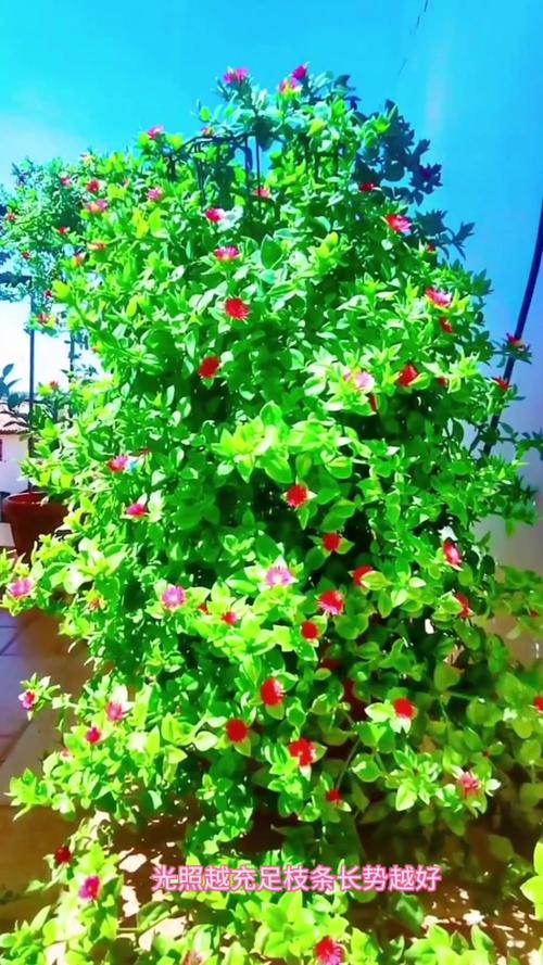 牡丹吊兰施什么肥,牡丹吊兰施什么肥料长得好看-第4张图片-优品飞百科 牡丹吊兰施什么肥,牡丹吊兰施什么肥料长得好看-第4张图片-优品飞百科