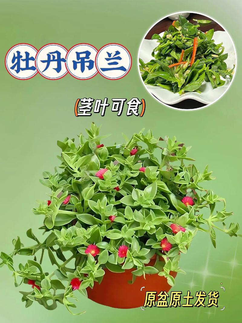 牡丹吊兰施什么肥,牡丹吊兰施什么肥料长得好看-第6张图片-优品飞百科 牡丹吊兰施什么肥,牡丹吊兰施什么肥料长得好看-第6张图片-优品飞百科