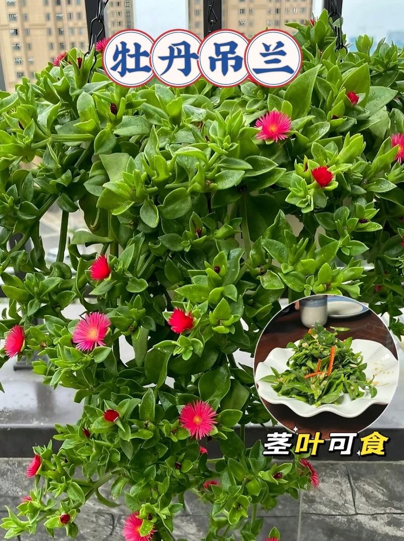 牡丹吊兰施什么肥,牡丹吊兰施什么肥料长得好看-第7张图片-优品飞百科 牡丹吊兰施什么肥,牡丹吊兰施什么肥料长得好看-第7张图片-优品飞百科