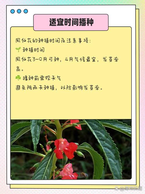 凤仙花怎么栽培,凤仙花的培栽方法?-第2张图片-优品飞百科 凤仙花怎么栽培,凤仙花的培栽方法?-第2张图片-优品飞百科