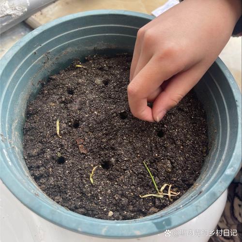 凤仙花怎么栽培,凤仙花的培栽方法?-第3张图片-优品飞百科 凤仙花怎么栽培,凤仙花的培栽方法?-第3张图片-优品飞百科
