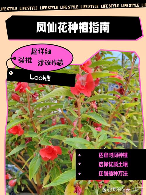 凤仙花怎么栽培,凤仙花的培栽方法?-第4张图片-优品飞百科 凤仙花怎么栽培,凤仙花的培栽方法?-第4张图片-优品飞百科
