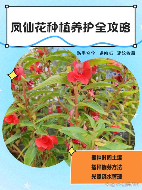 凤仙花怎么栽培,凤仙花的培栽方法?-第5张图片-优品飞百科 凤仙花怎么栽培,凤仙花的培栽方法?-第5张图片-优品飞百科
