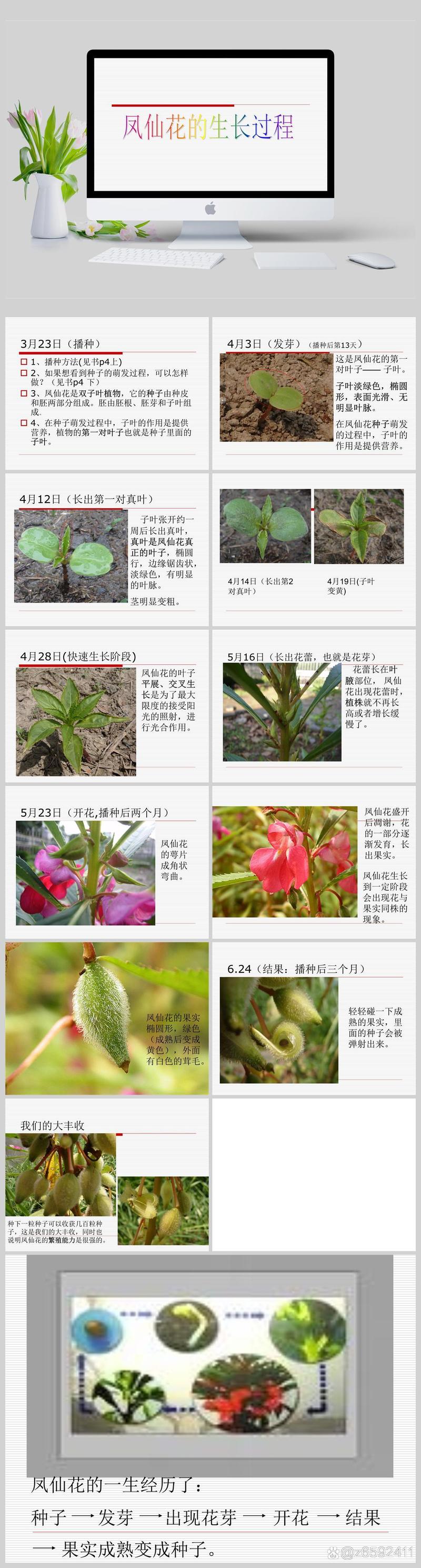 凤仙花怎么栽培,凤仙花的培栽方法?-第6张图片-优品飞百科 凤仙花怎么栽培,凤仙花的培栽方法?-第6张图片-优品飞百科