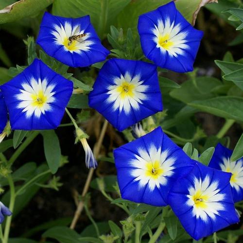 三色旋花种植方法，三色炫花？