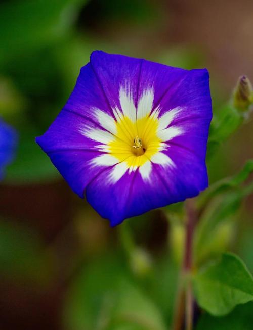 三色旋花种植方法,三色炫花?-第2张图片-优品飞百科 三色旋花种植方法,三色炫花?-第2张图片-优品飞百科