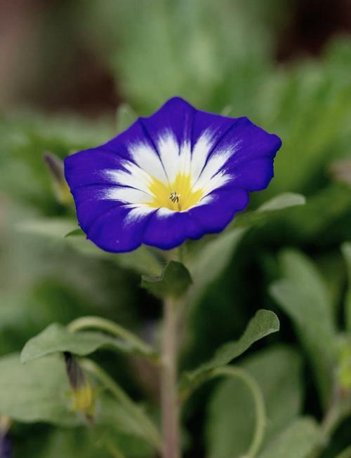 三色旋花种植方法,三色炫花?-第3张图片-优品飞百科 三色旋花种植方法,三色炫花?-第3张图片-优品飞百科