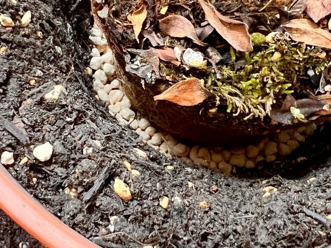 怎样给新买的杜鹃换盆，新买的杜鹃怎么换盆？