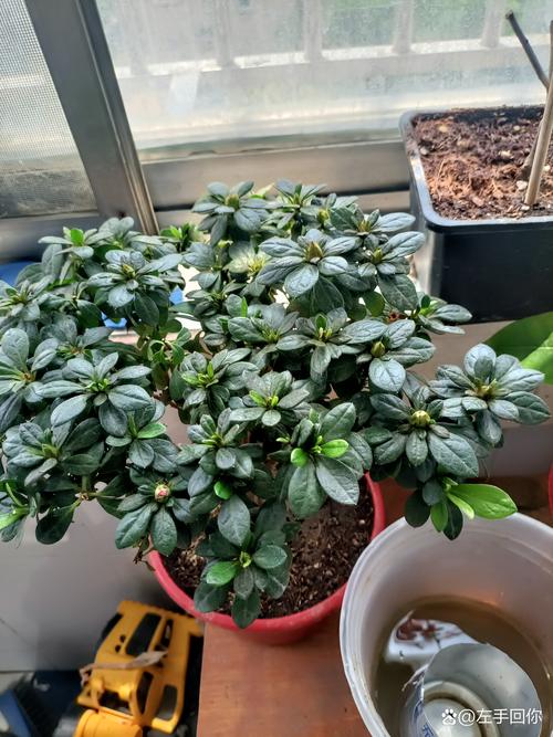 怎样给新买的杜鹃换盆，新买的杜鹃怎么换盆？-第2张图片-优品飞百科