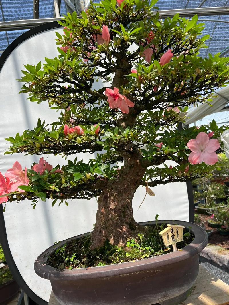 怎样给新买的杜鹃换盆，新买的杜鹃怎么换盆？-第4张图片-优品飞百科