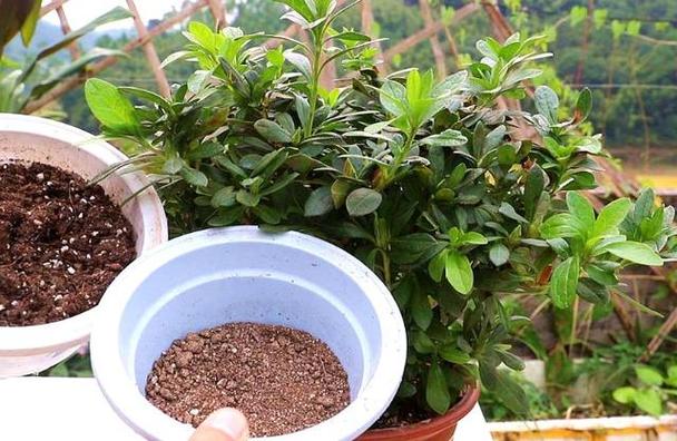 怎样给新买的杜鹃换盆，新买的杜鹃怎么换盆？-第5张图片-优品飞百科